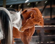 Foto: horses communicating horses communicating
