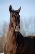 Foto: purebred horse purebred horse