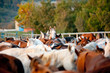 Foto: arabian horses in stud arabian horses in stud