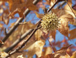 Foto: American Sweetgum (Liquidambar styraciflua) American Sweetgum (Liquidambar styraciflua)