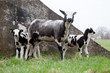 sheep with two lambs