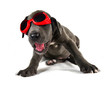 Welpe mit Sonnenbrille