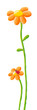 Two orange flowers and ladybug