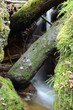 Bachlauf