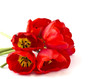 Fresh spring flowers  of tulips