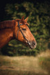 Horse portrait in summer