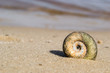 Close-up  Shell on a sand of beach 