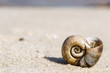 Close-up  Shell on a sand of beach 