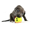 canvas print picture - Welpe mit Ball