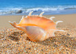 Photo: Seashell on the beach Seashell on the beach