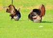 Wild Turkey
