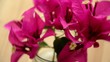 Video: Bougainvillea Bougainvillea