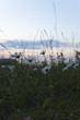 Daisies in the last light of a summers day