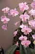 Photo: Beautiful pink orchid - Phalaenopsis Beautiful pink orchid - Phalaenopsis