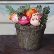 pink ranunculus (persian buttercup) in glasses on the wood table