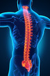 Human Male Spine Anatomy