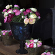 pink ranunculus (persian buttercup) in glasses on the wood table