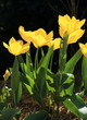 Photo : tulipes jaune tulipes jaune
