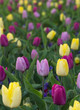 Frühlingsbeet