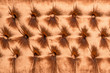 Orange color sofa upholstery