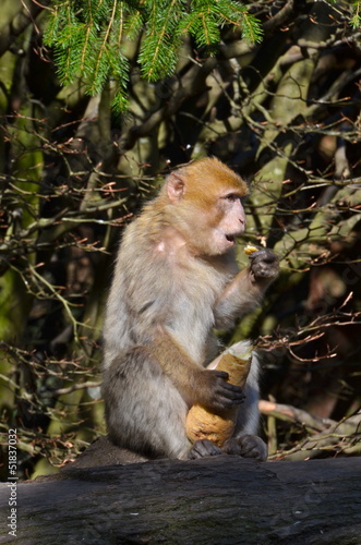 Photo: Barbary macaque on the monkey mountain park in Alsace Barbary macaque on the monkey mountain park in Alsace