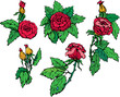 Set of Hand drawn Roses flowers - design elements isolated on wh