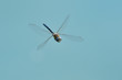 Hairy dragonfly flying