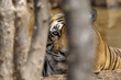 Portait of a Bengal Tiger through trees.