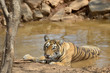 Bengal Tiger in a waterhole.