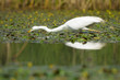 Great White Egret foraging in small pond.