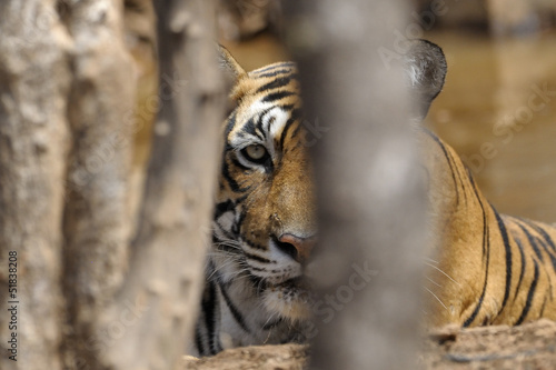 Photo: Portait of a Bengal Tiger through trees. Portait of a Bengal Tiger through trees.