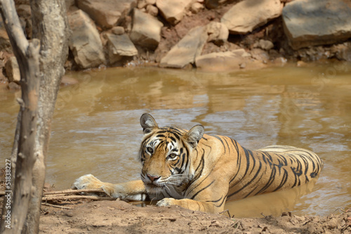 Photo: Bengal Tiger in a waterhole. Bengal Tiger in a waterhole.