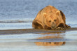 Grizzly Bear (Ursus arctos) resting on beach