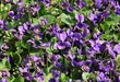 Foto: violets in grass violets in grass