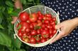 Frau hält Tomatenkorb - woman with tomato basket