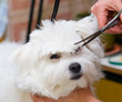 Grooming Maltese dog