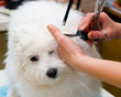 Grooming Maltese dog