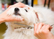 Grooming Maltese dog