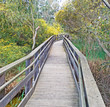 boardwalk and mimosa flowers