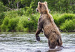 Foto: The brown bear fishes The brown bear fishes