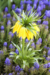 Fritillaria Imperialis (Crown Imperial Tulip)