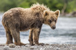 Foto: bear cub bear cub