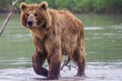 Foto: The brown bear fishes The brown bear fishes