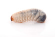 Photo: Cockchafer Cockchafer
