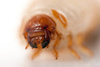 Photo: Cockchafer Cockchafer