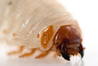 Photo: Cockchafer Cockchafer