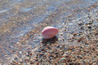 Photo: Seashell. Seashell.