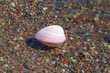 Photo: Seashell. Seashell.
