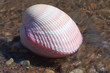 Photo: Seashell. Seashell.