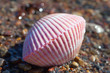 Photo: Seashell. Seashell.
